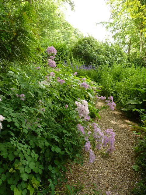 Thalictrum aquilegifolium